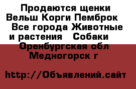 Продаются щенки Вельш Корги Пемброк  - Все города Животные и растения » Собаки   . Оренбургская обл.,Медногорск г.